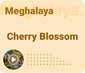 cherry-blossom-meghalaya