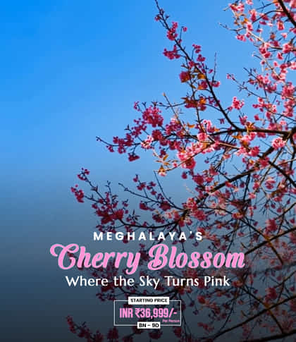 cherry-blossom-mob-00000