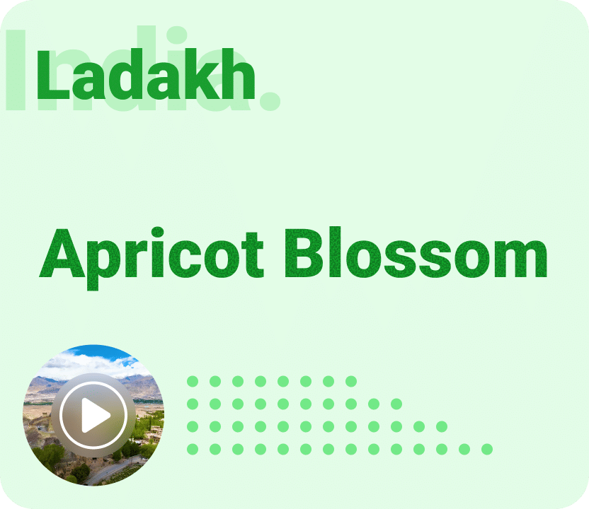 Ladakh Apricot Blossom 
