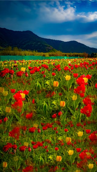 mesmerising-kashmir-expedition-4n-5d-new