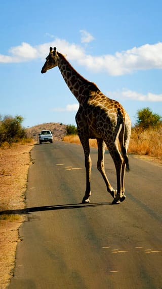 south-africa-tour-with-johannesburg-cape-town-10n-11d