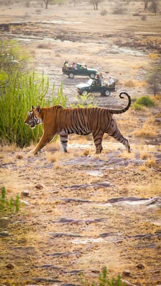 jaipur-ranthambhore-new