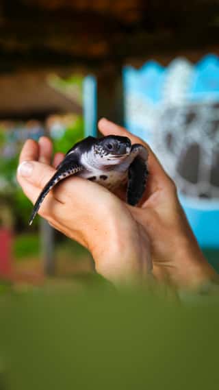 culture-and-nature-trip-to-sri-lanka-4n-5d-new