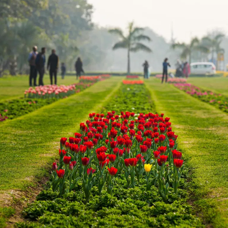 tulip-festival-in-delhi