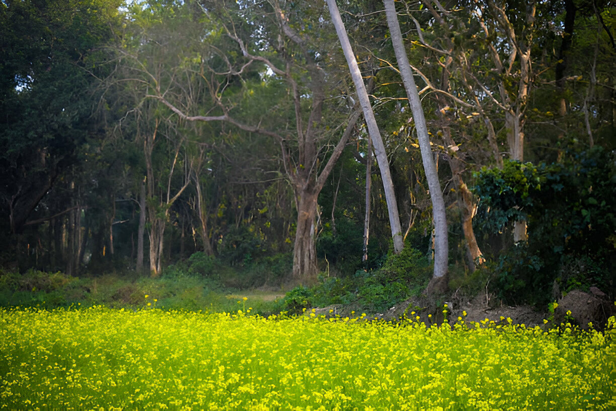 blog-images