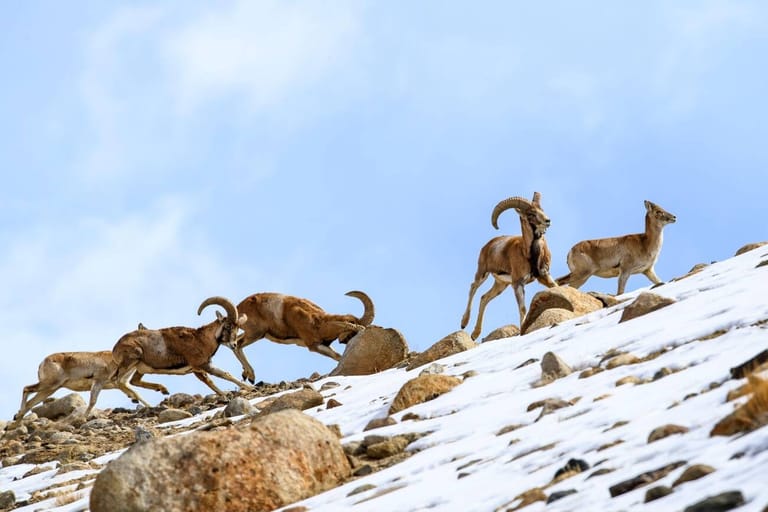 wildlife-of-ladakh