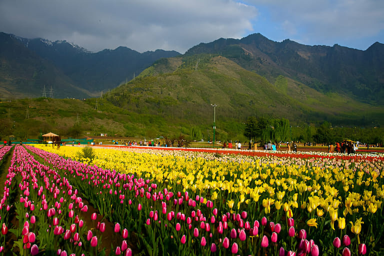 tulip-garden-kashmir