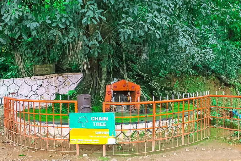 the-chain-tree-in-wayanad