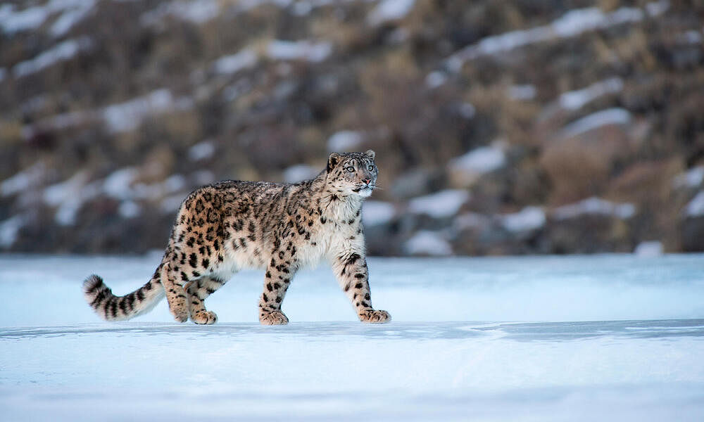 snow-leopard-in-spiti-valley