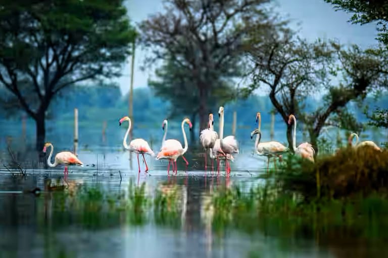 bird-watching-in-leh-ladakh