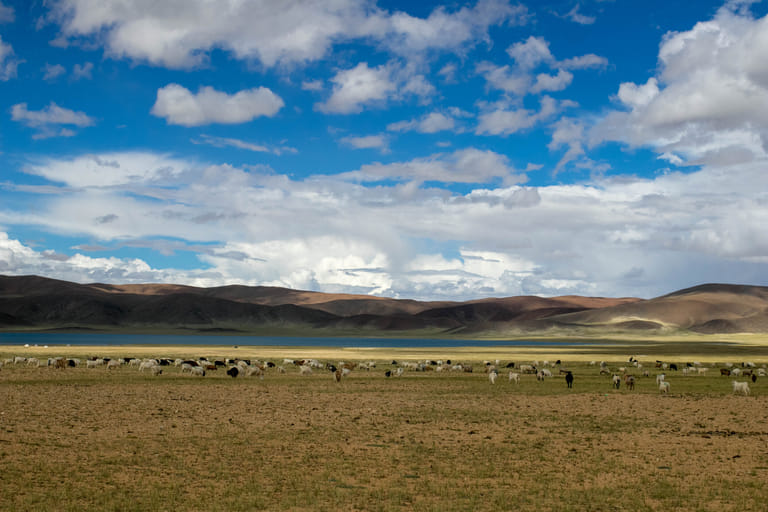 chilling-tso-lake-ladakh