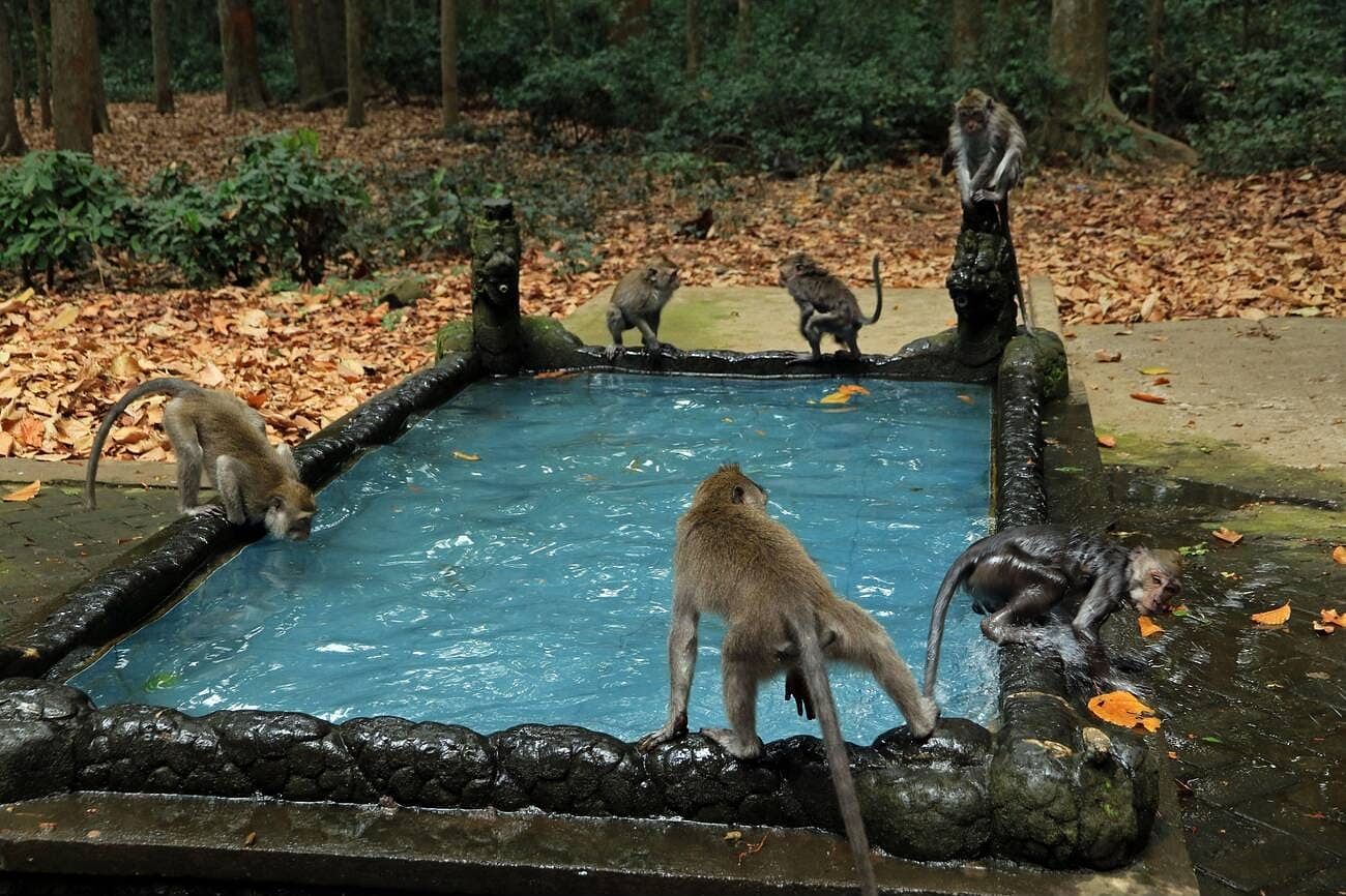 sangeh-monkey-forest-in-bali