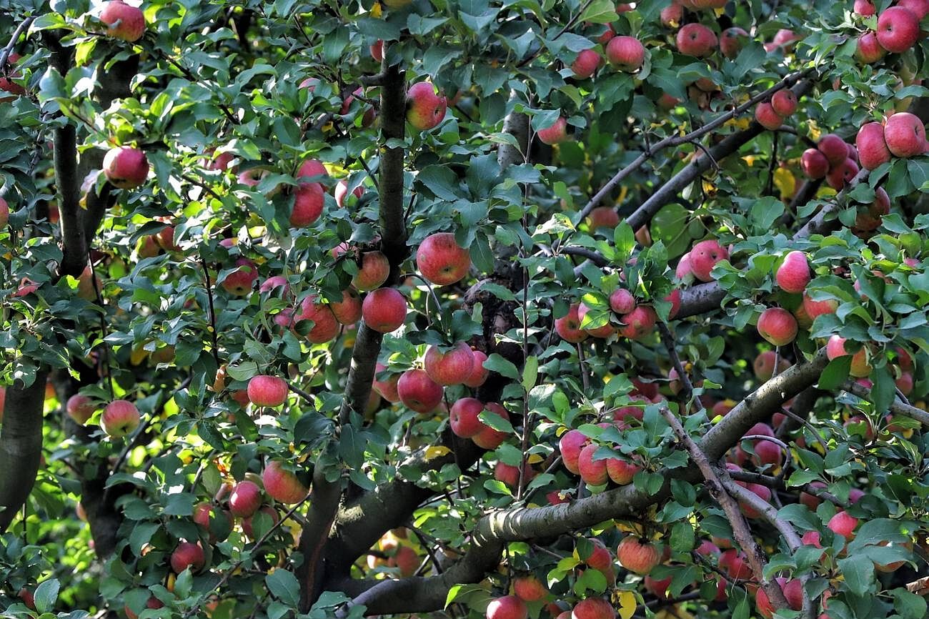 apple-town-of-kashmir
