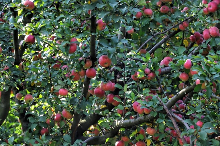 apple-town-of-kashmir