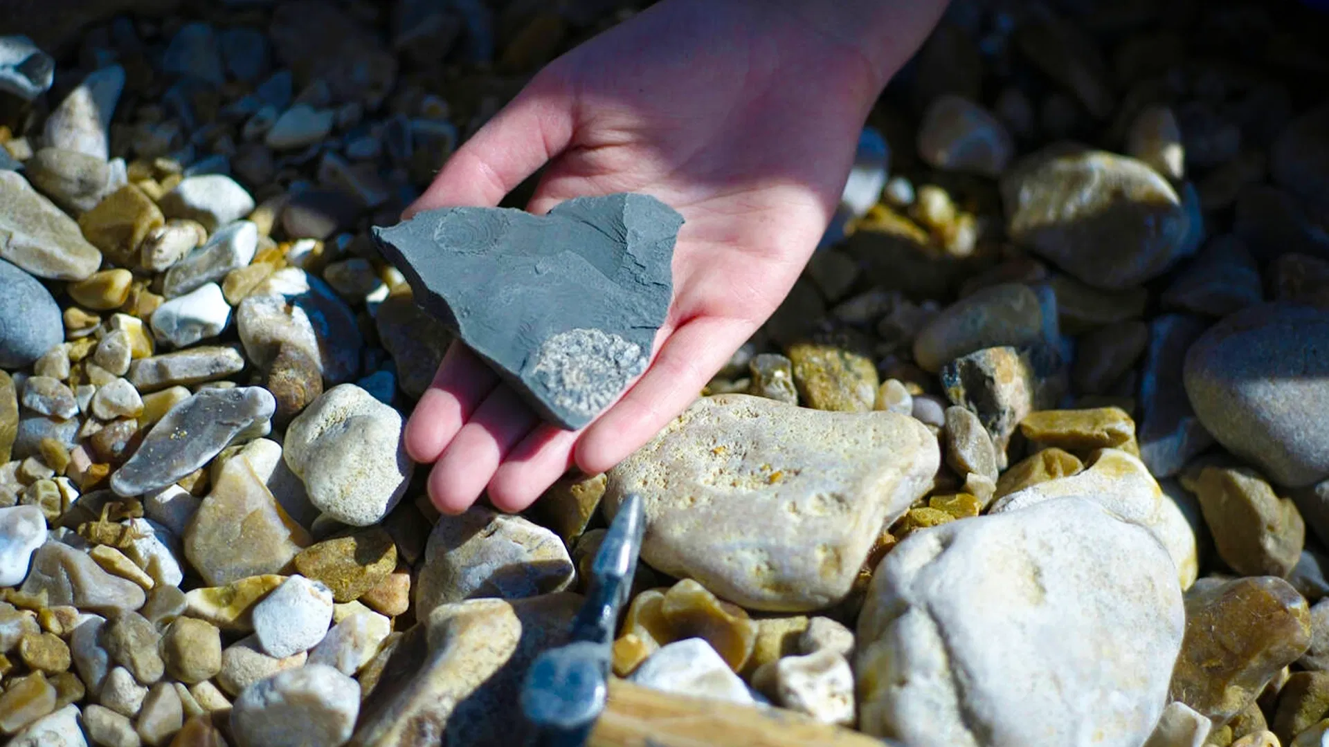 Fossil Hunting