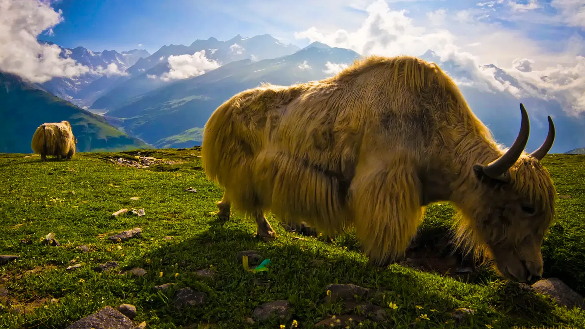 Yak Safaris