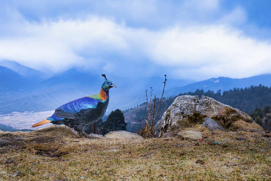 blog-images