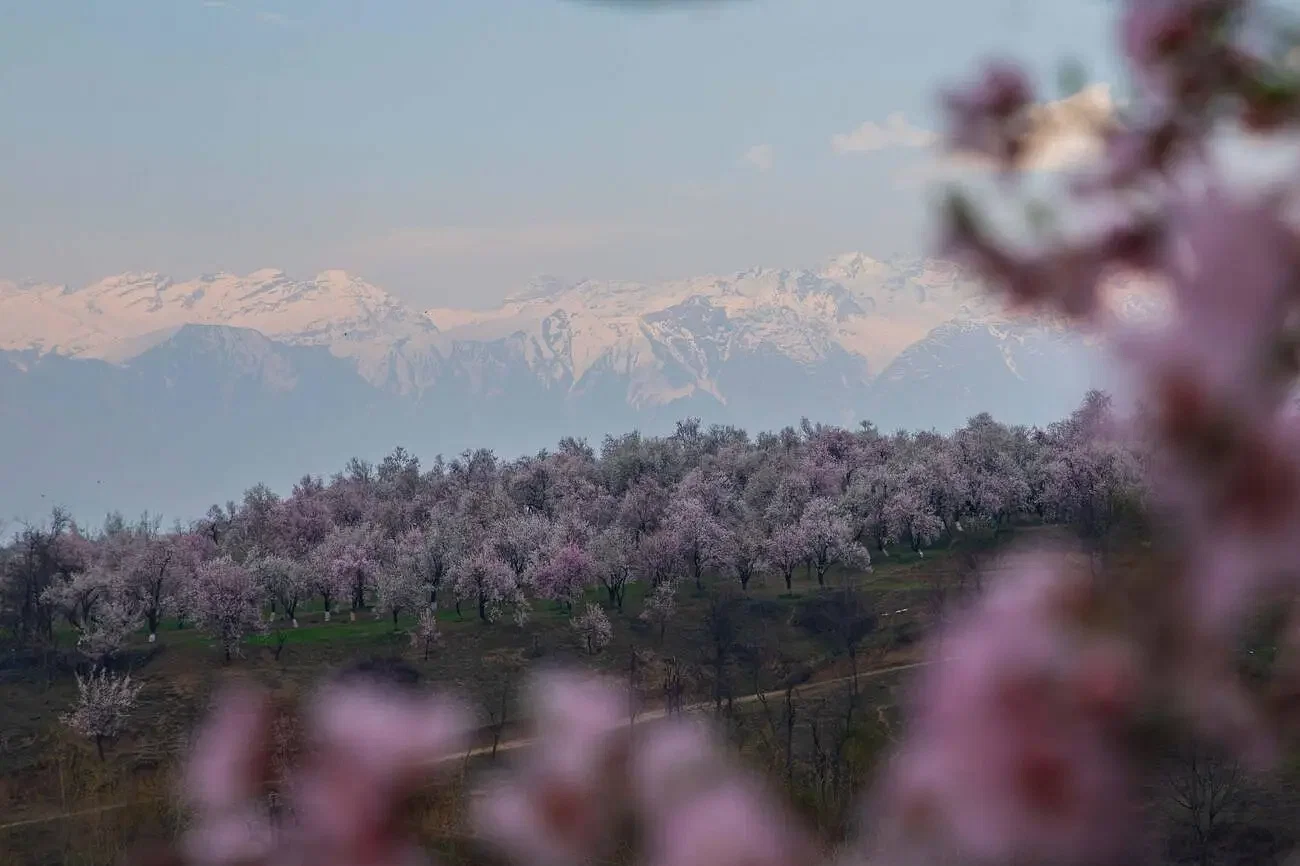 stays-in-pulwama