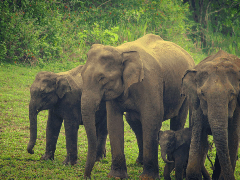 wildlife-sanctuaries-in-kerala