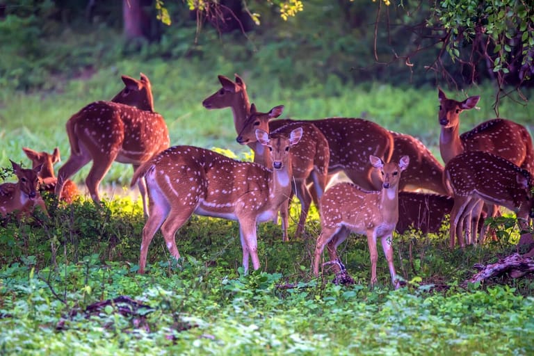 wildlife-sanctuaries-in-bhutan