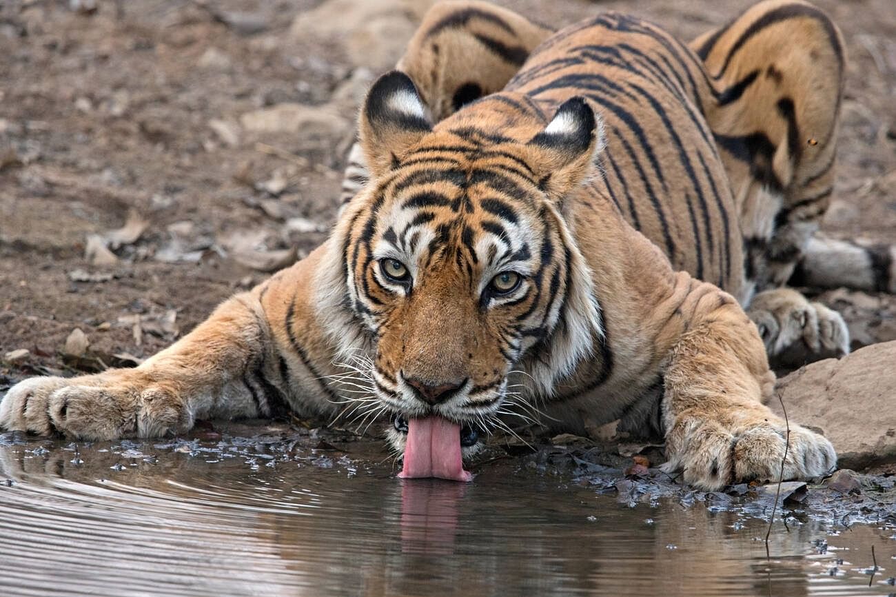 machali-tigress
