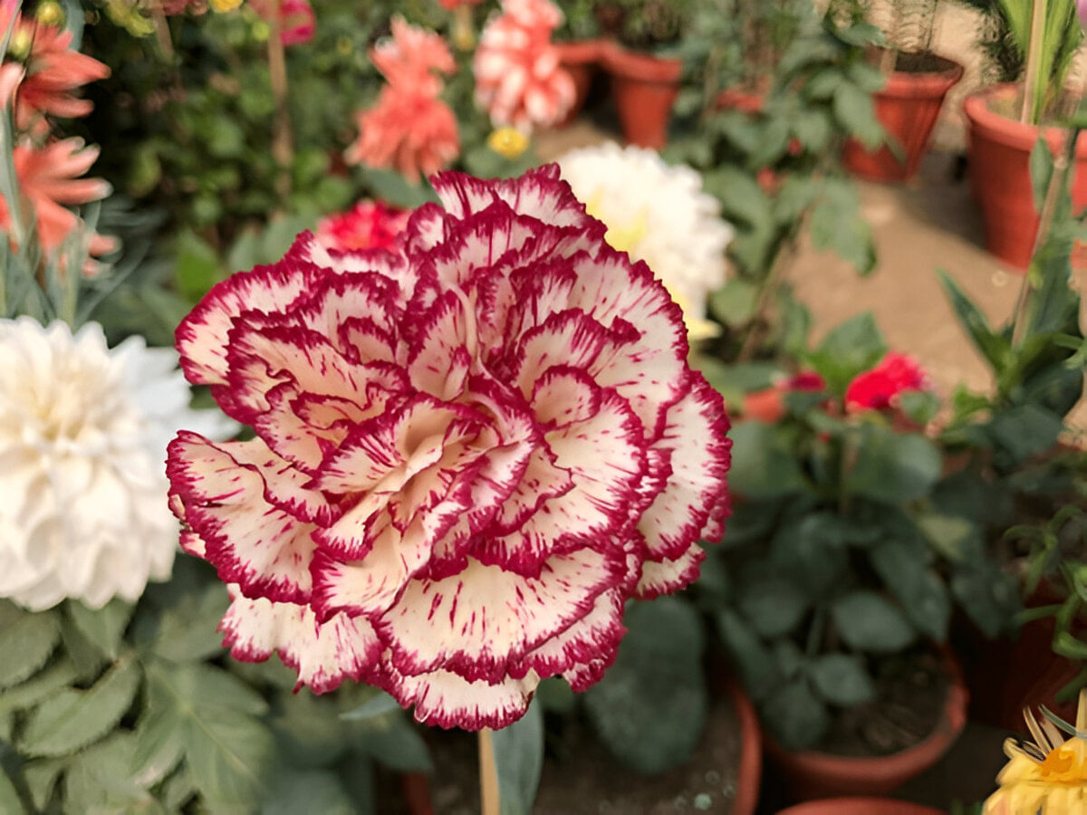 blog-images