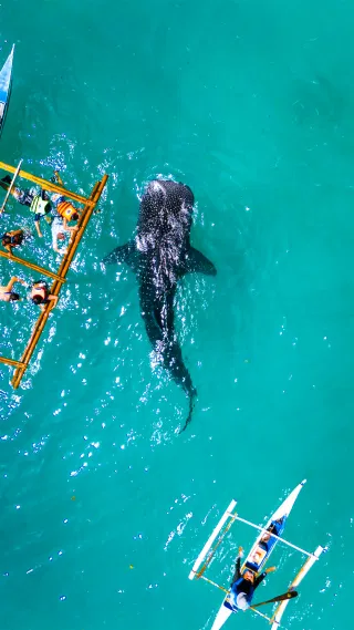 8 Days Philippines Community Trip - Best of Palawan, Cebu, and Moalboal!