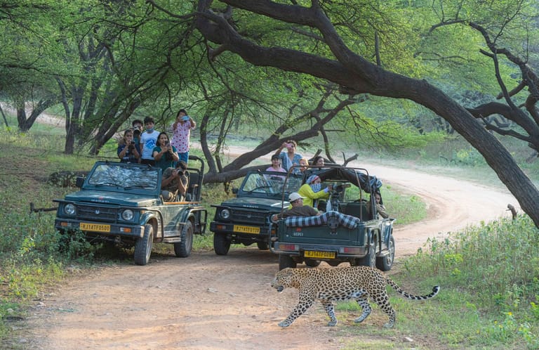 jawai-leopard-safari