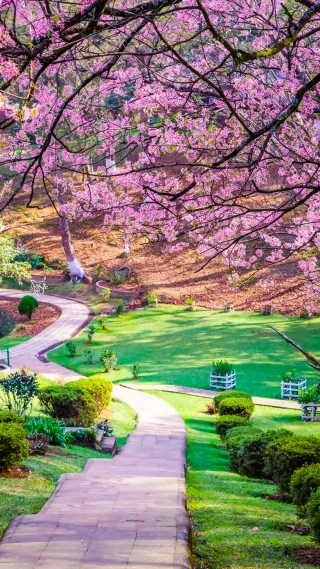 9 Days Meghalaya Community Trip | Cherry Blossom Special