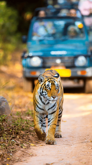 rajasthan-adventure-tour-with-jaipur-udaipur-ranthambore-5n-6d