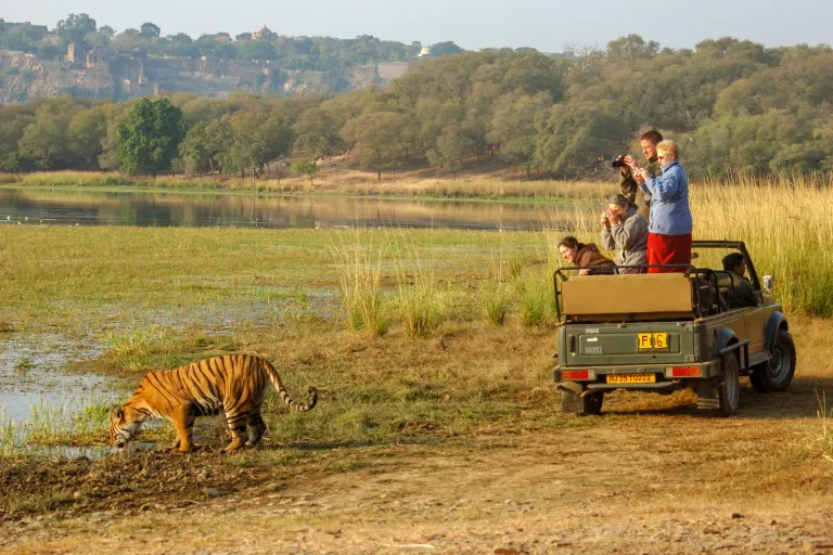 ranthambore-national-park-rajasthan