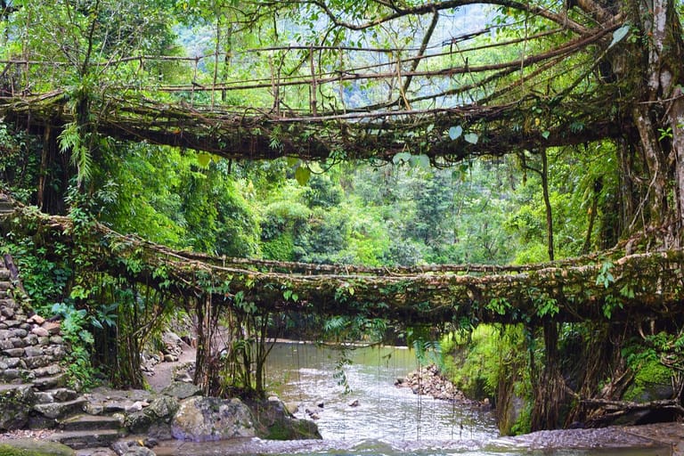 double-decker-root-bridge