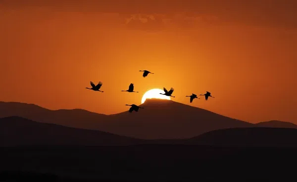 bird-migration-ladakh-in-spring