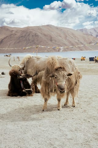 leh-ladakh-trip-nubra-pangong-5n-6d