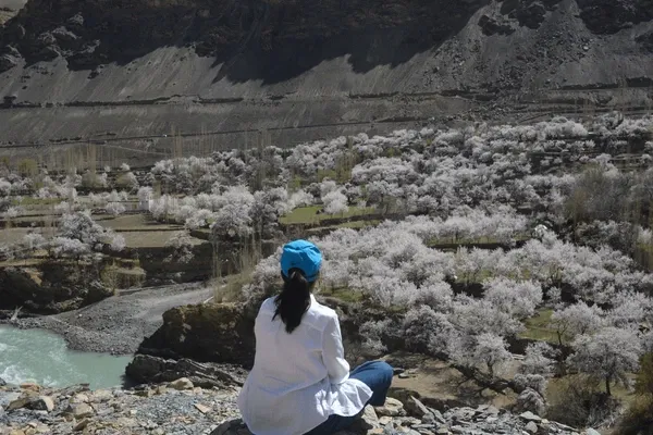 apricot-blossom-festival-celebrated-ladakh