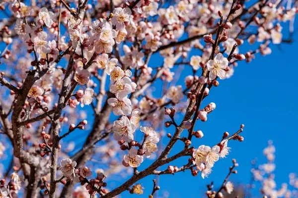 places-to-see-apricot-blossom-in-ladakh