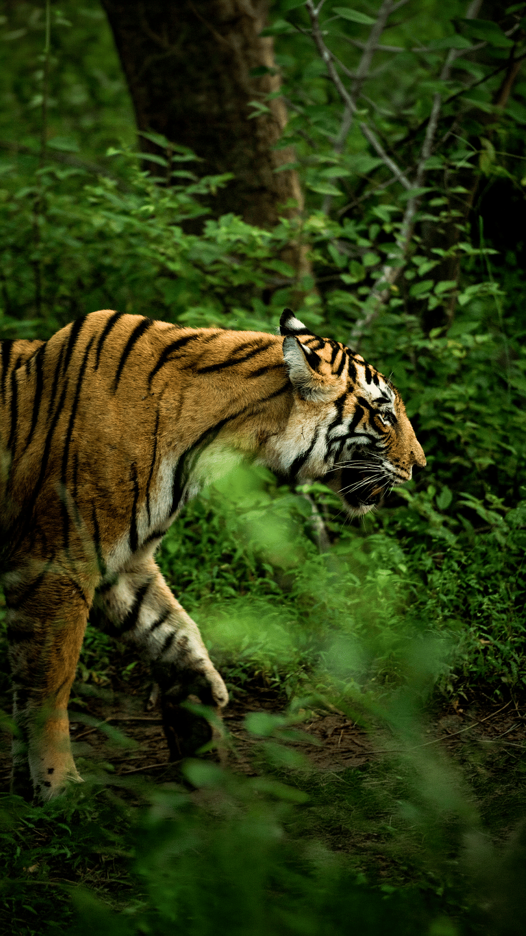 Golden Triangle With Ranthambore Premium Heritage Safari