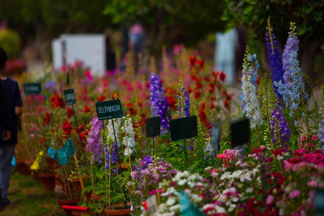 yercaud-flower-festival