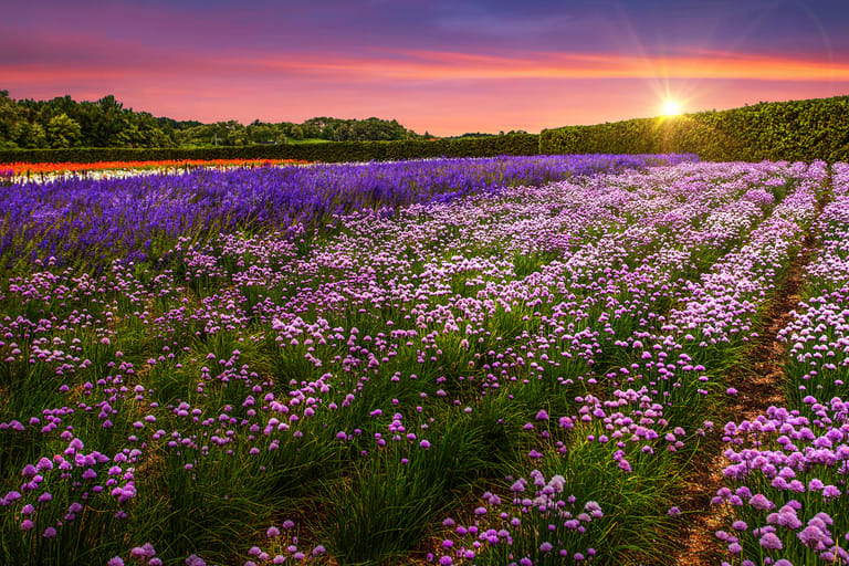 lavender bloom japan