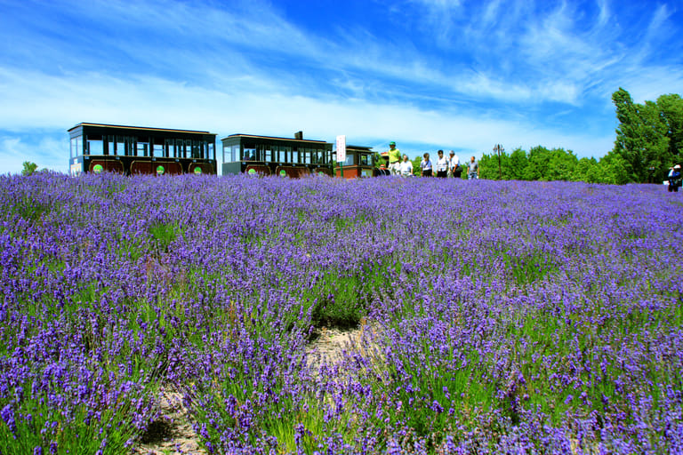 lavender bloom festival in japan