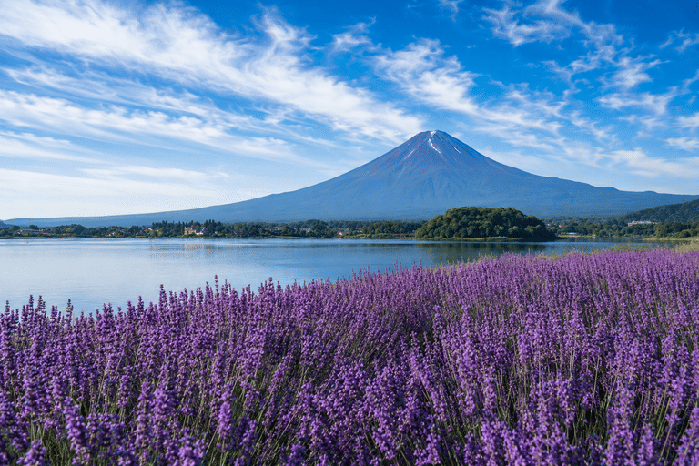lavender bloom japan tickets