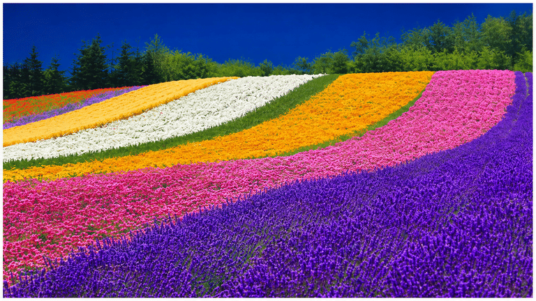 furano lavender bloom