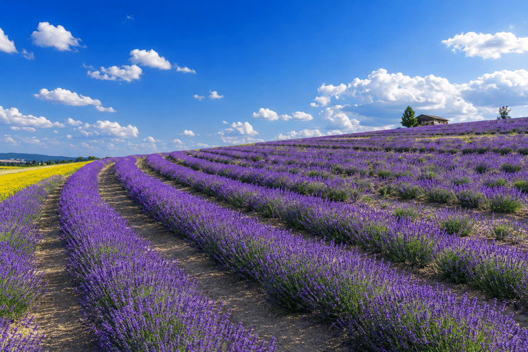 sapporo lavender bloom