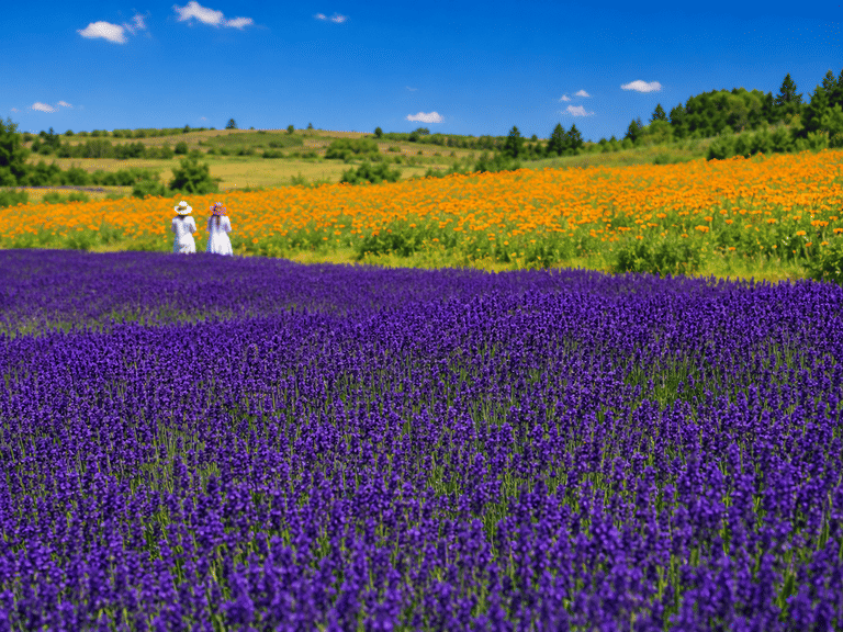 tambara lavender bloom