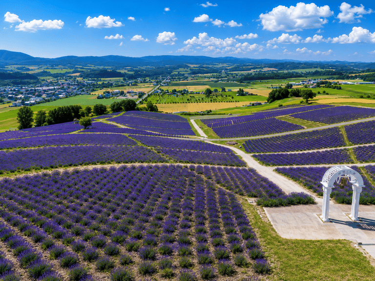 Abukuma Cave Lavender Garden, Fukushima