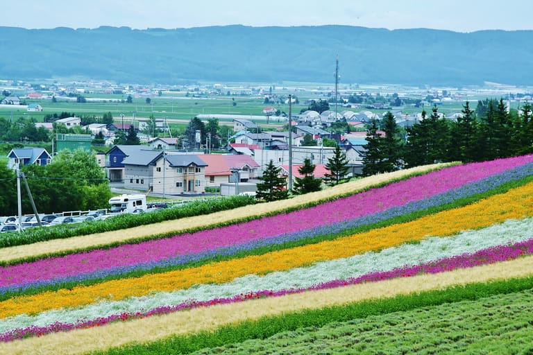 lavender bloom in japan with wanderon