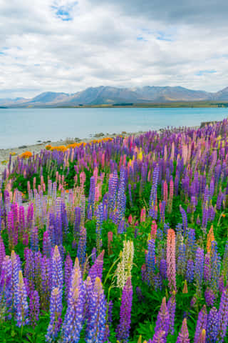 lake tekapo newzealand