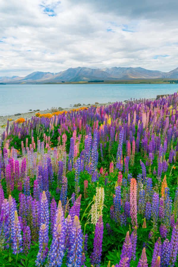 New Year Group Trip To New Zealand: 11 Days Of Pure Adventure