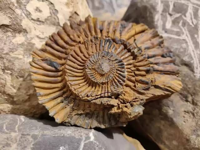 marine-fossils-in-langza