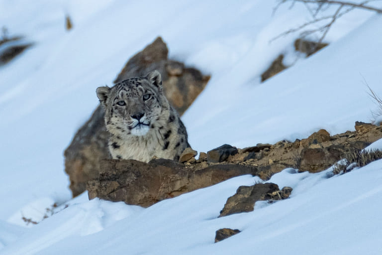 snow-leopards-in-kibber